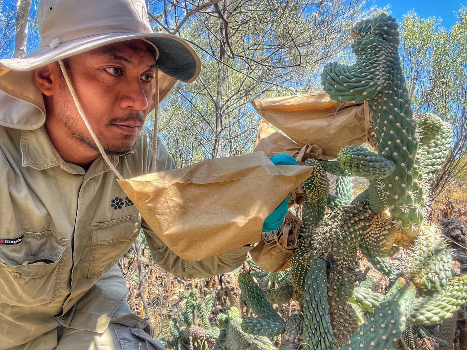 Man releasing Coral Cactus Cholla bug