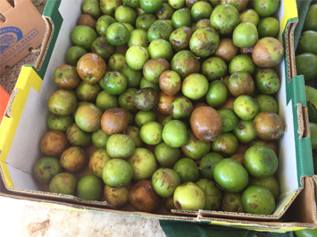 Stall Holders Caught Selling Chinee Apple at Markets