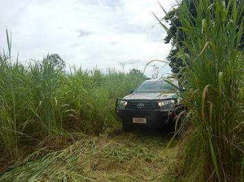 A picture of the Gamba Grass Action vehicle amongst Gamba Grass