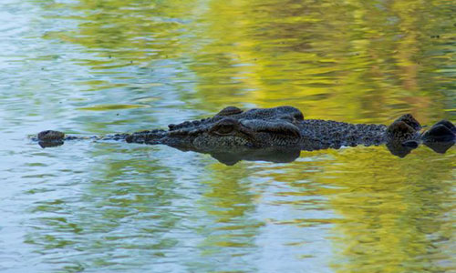 Saltwater Crocodile (Crocodylus porosus)