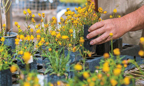 Botanical conservation at the Desert Park