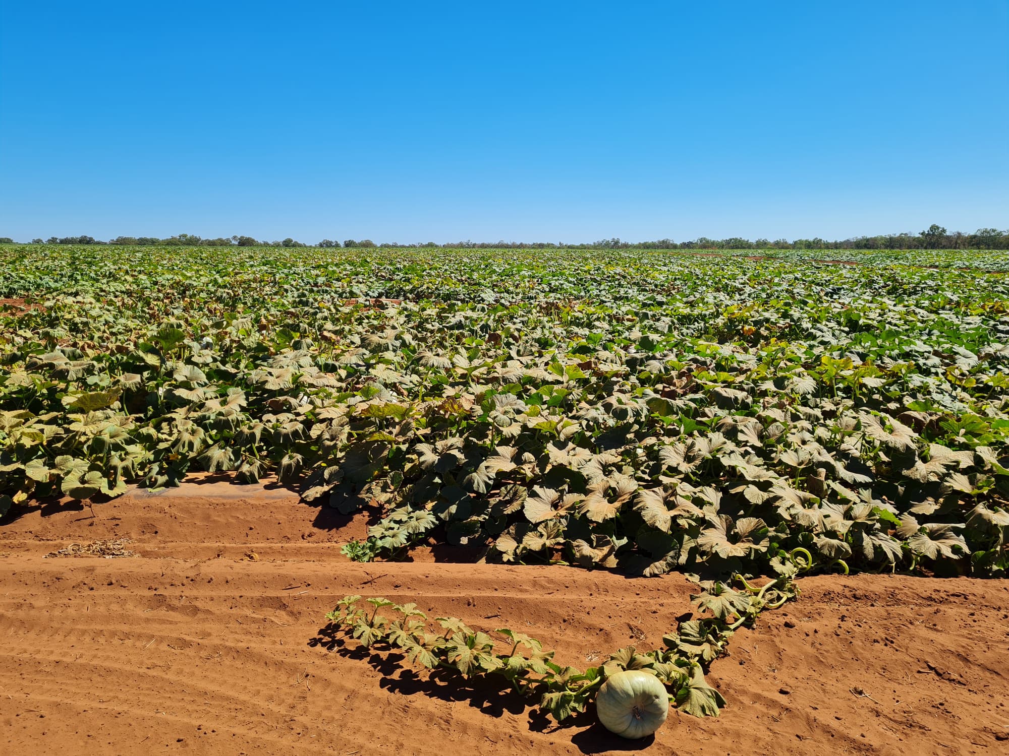 A field of pumpkins