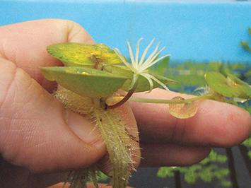 Amazon frogbit 