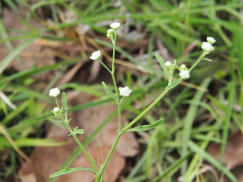 Declared weed parthenium detected in the Katherine Region 
