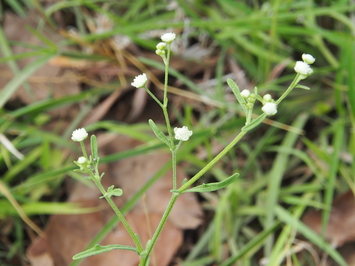 Parthenium weed eradication continues in the Katherine Region 