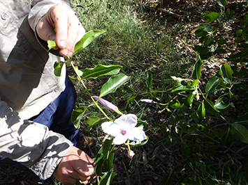 Rubber Vine found in the NT Gulf