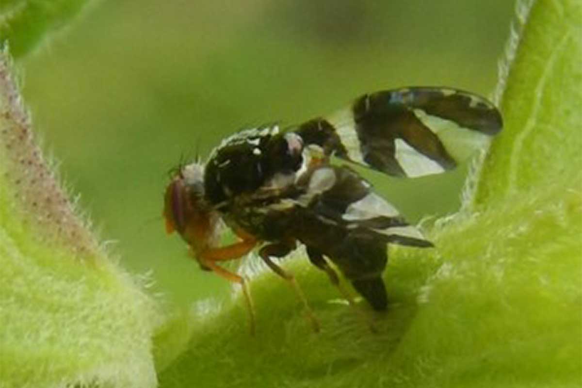 Cecidochares connexa (gall fly)