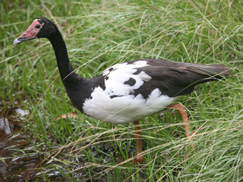 Magpie Goose