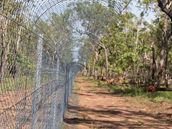 Feral Cat Exclosures Boost Reptile Populations 