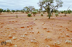 Image showing grass and pedestalling of individual grass clumps due to erosion