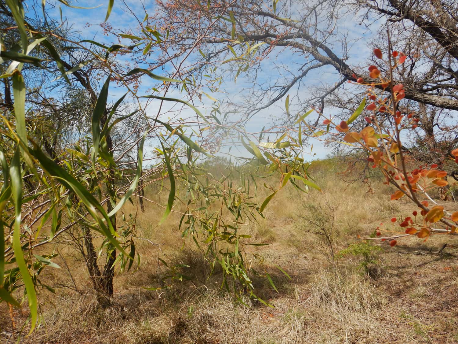 sunny, dry season morning