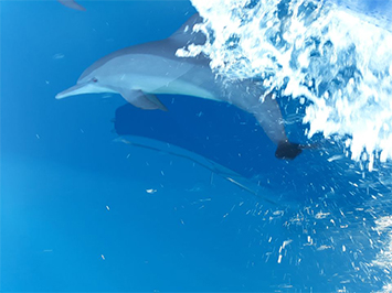 Territory Fishos Have a Whale of a time off Cape Arnhem 