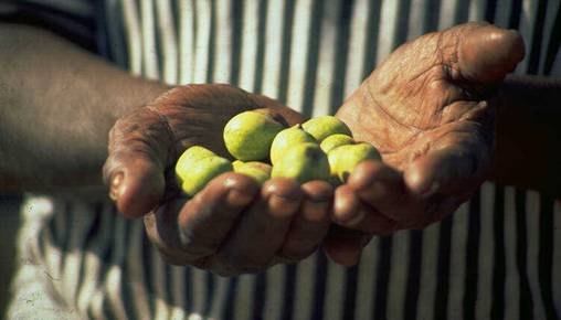 Holding Kakadu Plum