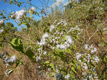 Siam weed detected in the Top End