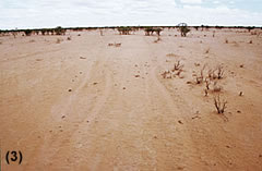 Image 1km away from the watering point  sand drifts across adjacent cattle pads