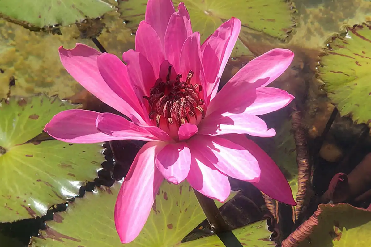Pink lily in the Gardens.
