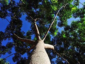 Image of an Afrian mahogany tree