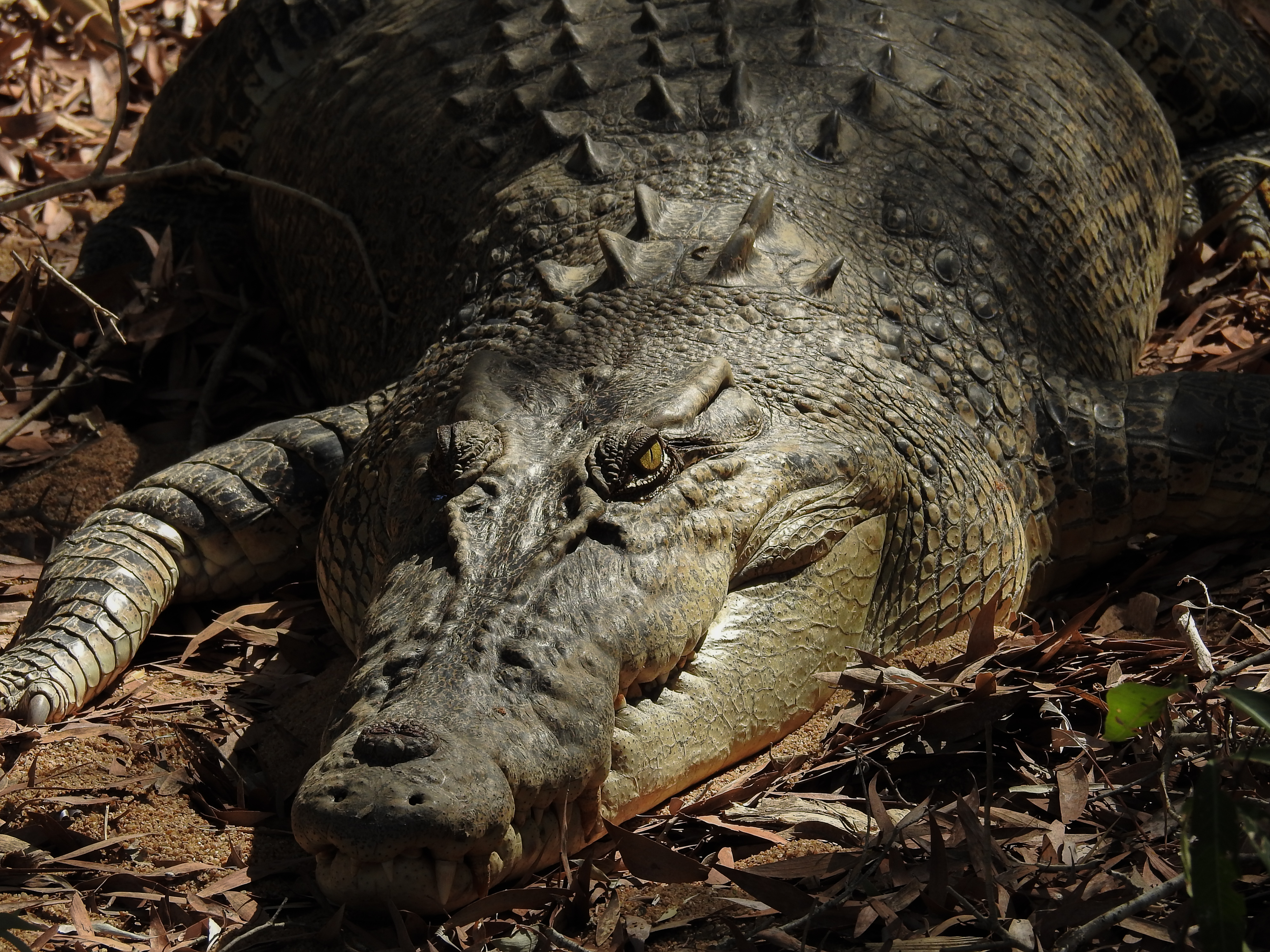 Saltwater crocodile sunning itself on a river bank