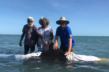 Sea Rangers and Traditional Owners rescue a stranded False Killer Whale at Groote Eylandt 