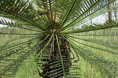 Cracking the Code of Cycads 